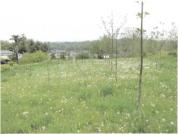 土地 群馬県安中市安中三丁目字東町３４７番２