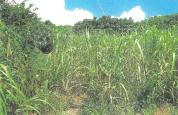 土地 沖縄県中頭郡読谷村字瀬名波大当原１３４９番